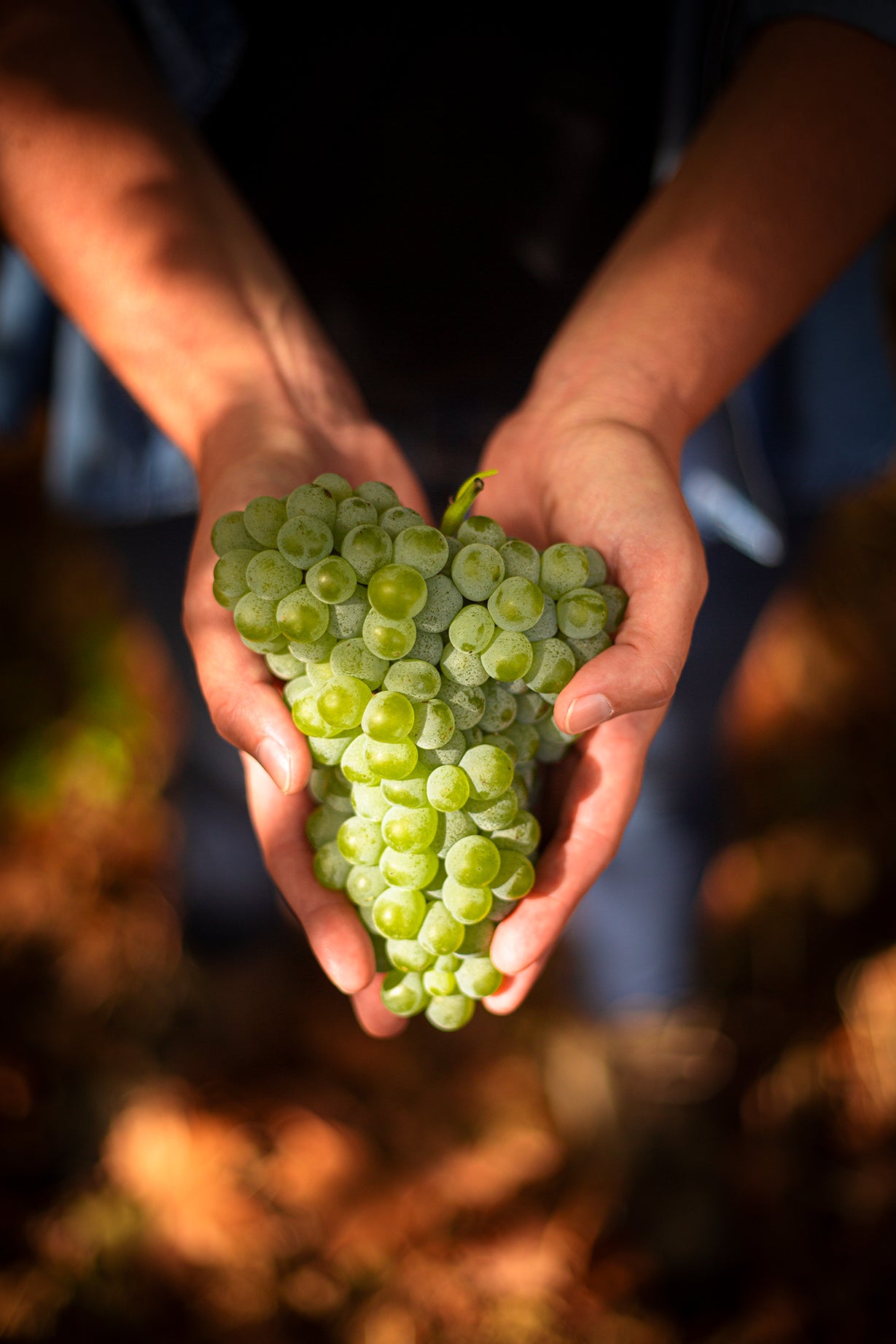 Calçada Wines